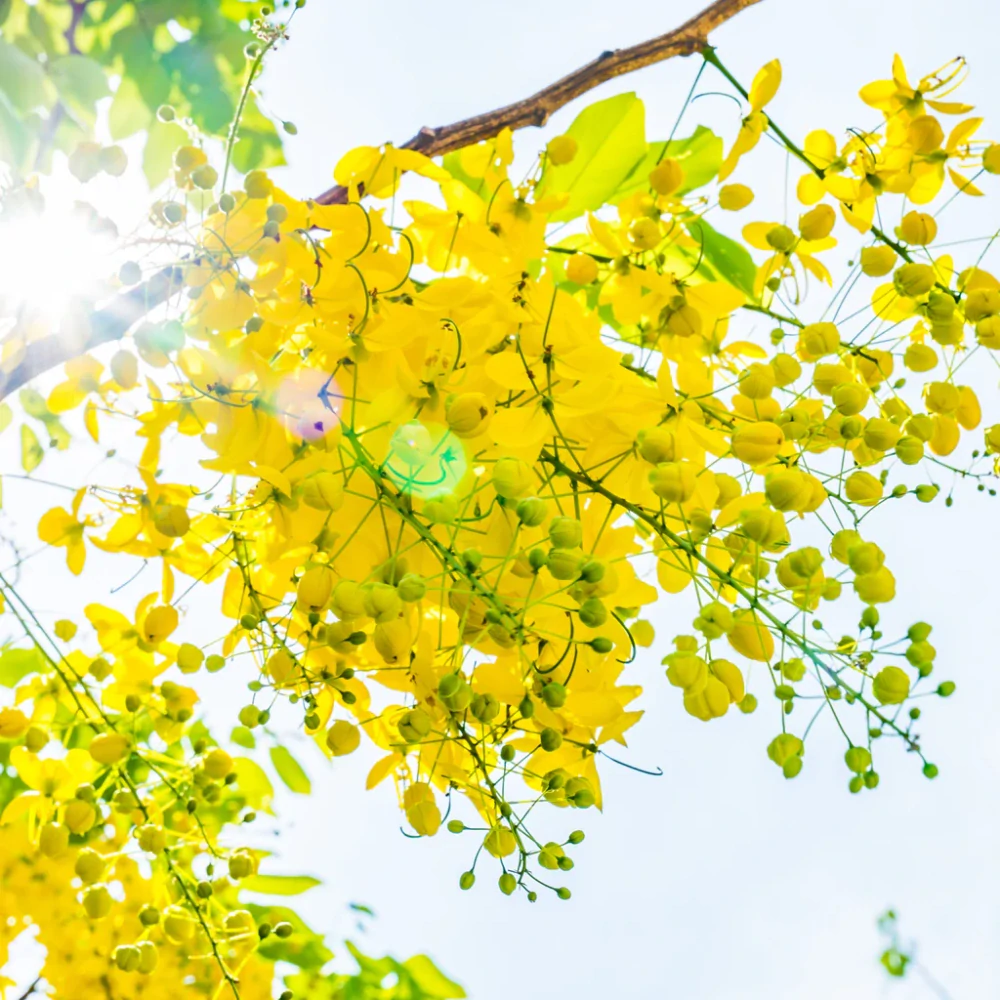 Cassia 1kg (bezbarvý zábal)