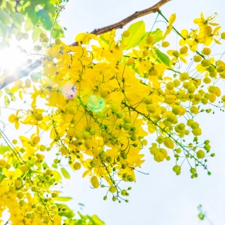 Cassia 1kg (bezbarvý zábal)